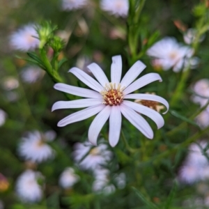 Olearia tenuifolia at Michelago, NSW - 7 Dec 2021 03:35 PM