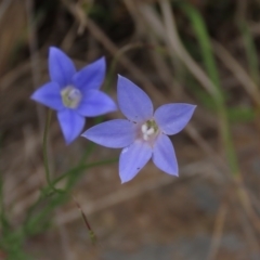 Wahlenbergia luteola (Yellowish Bluebell) at Monash Grassland - 3 Nov 2021 by AndyRoo