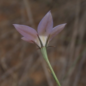 Wahlenbergia luteola at Monash, ACT - 3 Nov 2021 04:07 PM