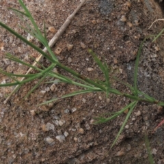 Wahlenbergia luteola at Monash, ACT - 3 Nov 2021 04:07 PM