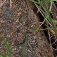 Wahlenbergia luteola at Monash, ACT - 3 Nov 2021 04:07 PM