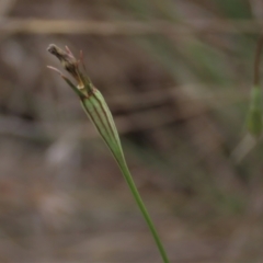 Wahlenbergia luteola at Monash, ACT - 3 Nov 2021