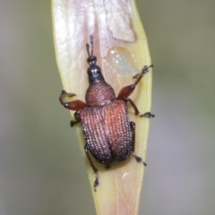 Euops sp. (genus) (A leaf-rolling weevil) at Yaouk, NSW - 5 Dec 2021 by AlisonMilton