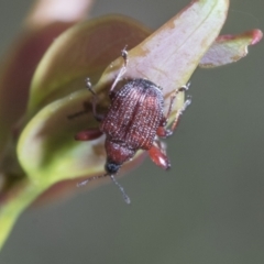 Euops sp. (genus) at Yaouk, NSW - 5 Dec 2021