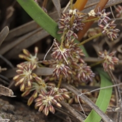 Lomandra multiflora (Many-flowered Matrush) at Isabella Pond - 3 Nov 2021 by AndyRoo