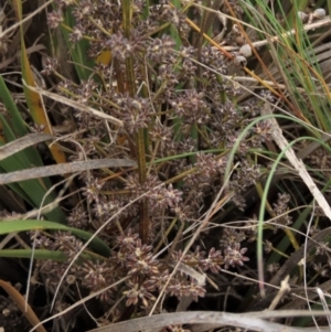 Lomandra multiflora at Monash, ACT - 3 Nov 2021