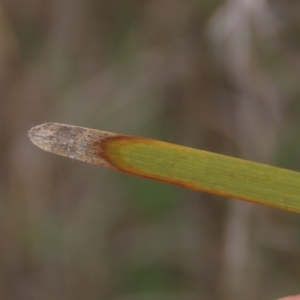 Lomandra multiflora at Monash, ACT - 3 Nov 2021