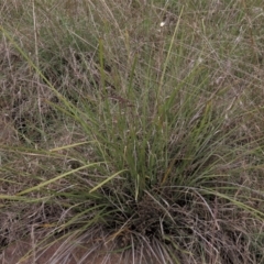 Lomandra multiflora at Monash, ACT - 3 Nov 2021