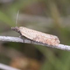Tortricinae (subfamily) (A tortrix moth) at Yaouk, NSW - 5 Dec 2021 by AlisonMilton