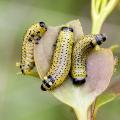 Paropsisterna fastidiosa (Eucalyptus leaf beetle) at Yaouk, NSW - 5 Dec 2021 by AlisonMilton