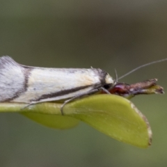 Philobota undescribed species near arabella (A concealer moth) at Yaouk, NSW - 5 Dec 2021 by AlisonMilton