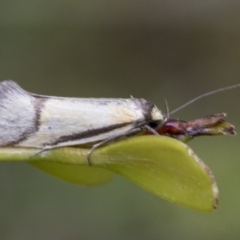 Philobota undescribed species near arabella (A concealer moth) at Yaouk, NSW - 4 Dec 2021 by AlisonMilton