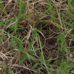 Leptorhynchos squamatus subsp. squamatus (Scaly Buttons) at Monash, ACT - 3 Nov 2021 by AndyRoo