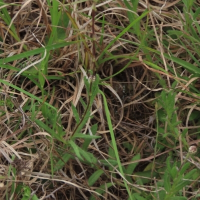 Leptorhynchos squamatus subsp. squamatus (Scaly Buttons) at Monash Grassland - 3 Nov 2021 by AndyRoo