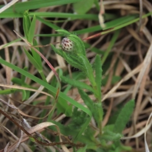 Leptorhynchos squamatus subsp. squamatus at Monash, ACT - 3 Nov 2021