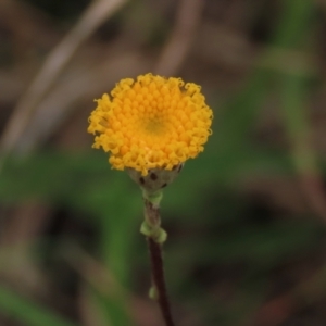 Leptorhynchos squamatus subsp. squamatus at Monash, ACT - 3 Nov 2021