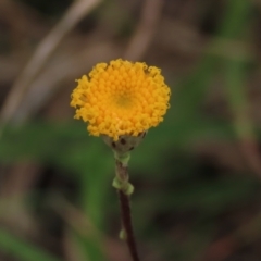 Leptorhynchos squamatus subsp. squamatus at Monash, ACT - 3 Nov 2021