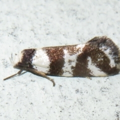 Isomoralla eriscota (A concealer moth) at Flynn, ACT - 7 Dec 2021 by Christine