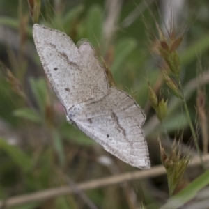 Taxeotis (genus) at Yaouk, NSW - 5 Dec 2021 11:18 AM