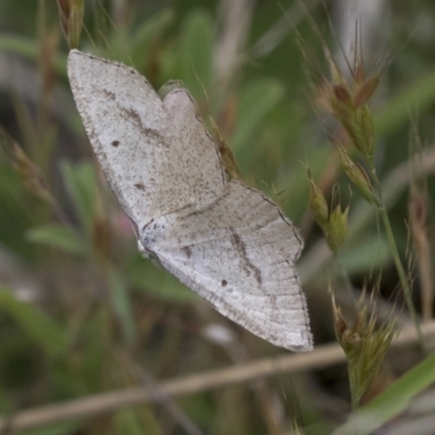 Taxeotis (genus) (Unidentified Taxeotis geometer moths) at Yaouk, NSW - 5 Dec 2021 by AlisonMilton