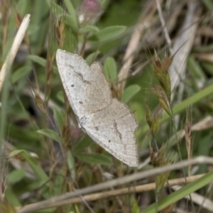 Taxeotis (genus) at Yaouk, NSW - 5 Dec 2021 11:18 AM