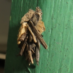 Psychidae (family) IMMATURE at Flynn, ACT - 7 Dec 2021
