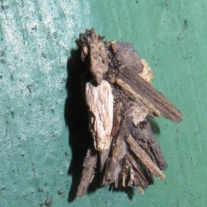 Psychidae (family) IMMATURE at Flynn, ACT - 7 Dec 2021