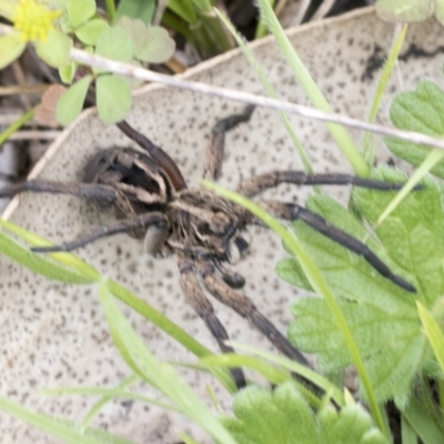 Tasmanicosa sp. (genus) (Unidentified Tasmanicosa wolf spider) at Yaouk, NSW - 5 Dec 2021 by AlisonMilton