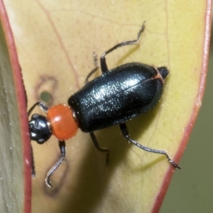 Malachiinae (subfamily) at Yaouk, NSW - 5 Dec 2021