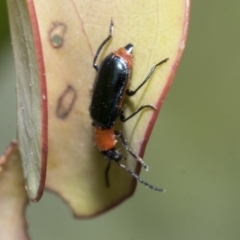 Malachiinae (subfamily) at Yaouk, NSW - 5 Dec 2021