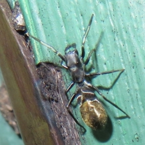 Myrmarachne luctuosa at Flynn, ACT - 7 Dec 2021 05:06 PM