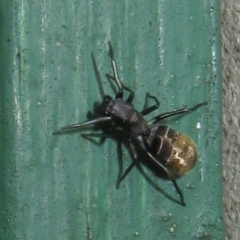 Myrmarachne luctuosa at Flynn, ACT - 7 Dec 2021 05:06 PM