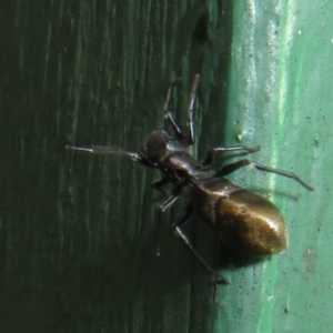 Myrmarachne luctuosa at Flynn, ACT - 7 Dec 2021 05:06 PM