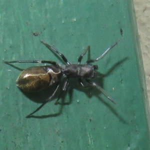 Myrmarachne luctuosa at Flynn, ACT - 7 Dec 2021 05:06 PM