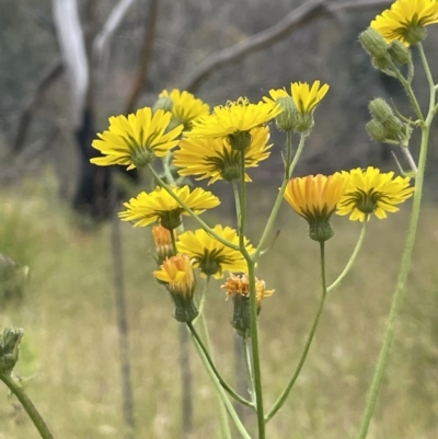 Crepis capillaris (Smooth Hawksbeard) at Namadgi National Park - 6 Dec 2021 by JaneR