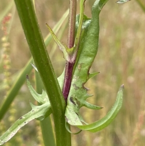 Crepis capillaris at Booth, ACT - 6 Dec 2021 03:42 PM