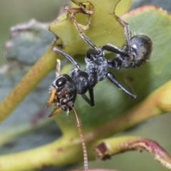 Myrmecia sp., pilosula-group (Jack jumper) at Yaouk, NSW - 5 Dec 2021 by AlisonMilton