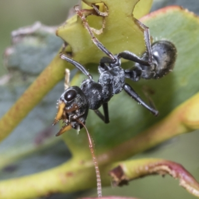 Myrmecia sp., pilosula-group (Jack jumper) at Yaouk, NSW - 5 Dec 2021 by AlisonMilton