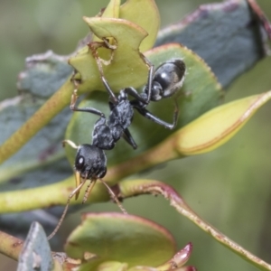 Myrmecia sp., pilosula-group at Yaouk, NSW - 5 Dec 2021