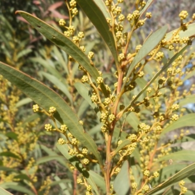 Acacia rubida (Red-stemmed Wattle, Red-leaved Wattle) at Dunlop, ACT - 30 Jul 2021 by johnpugh