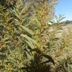 Acacia rubida at Dunlop, ACT - 30 Jul 2021 02:50 PM