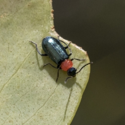 Malachiinae (subfamily) (Soft-winged flower beetle) at Yaouk, NSW - 5 Dec 2021 by AlisonMilton