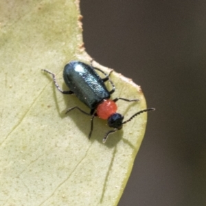 Malachiinae (subfamily) at Yaouk, NSW - 5 Dec 2021