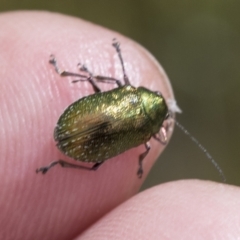 Edusella sp. (genus) (A leaf beetle) at Yaouk, NSW - 5 Dec 2021 by AlisonMilton