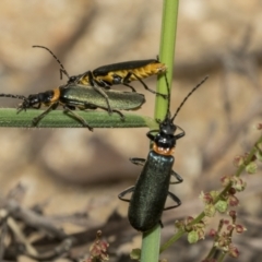 Chauliognathus lugubris (Plague Soldier Beetle) at Yaouk, NSW - 5 Dec 2021 by AlisonMilton