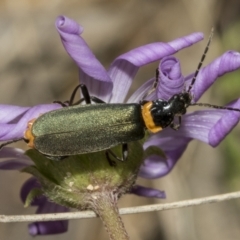 Chauliognathus lugubris at Yaouk, NSW - 5 Dec 2021