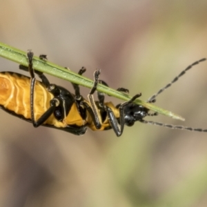 Chauliognathus lugubris at Yaouk, NSW - 5 Dec 2021