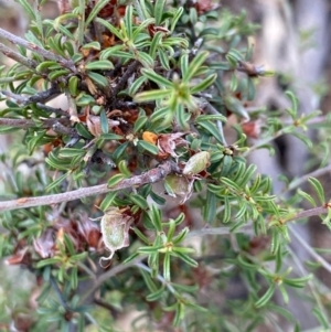 Pultenaea largiflorens at Fentons Creek, VIC - 4 Dec 2021