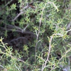 Pultenaea largiflorens at Fentons Creek, VIC - 4 Dec 2021 10:40 AM