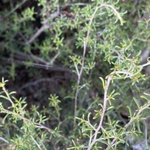 Pultenaea largiflorens at Fentons Creek, VIC - 4 Dec 2021